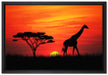 Giraffe im Sonnenuntergang auf Leinwandbild gerahmt Größe 60x40