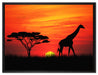 Giraffe im Sonnenuntergang auf Leinwandbild gerahmt Größe 80x60