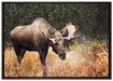 Großer Elch auf Leinwandbild gerahmt Größe 100x70