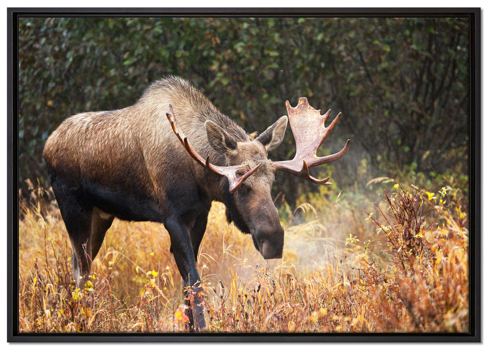 Großer Elch auf Leinwandbild gerahmt Größe 100x70
