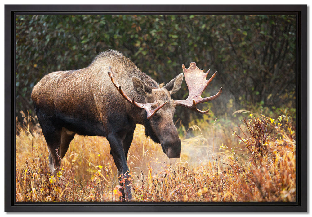 Großer Elch auf Leinwandbild gerahmt Größe 60x40