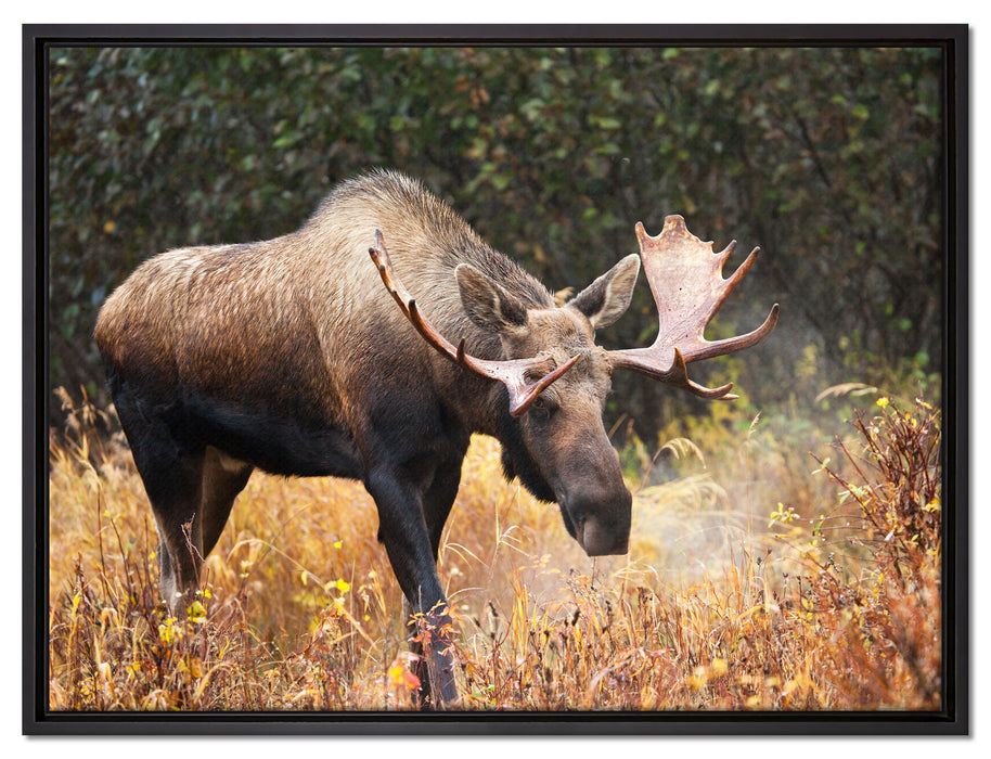 Großer Elch auf Leinwandbild gerahmt Größe 80x60