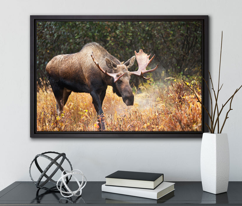 Großer Elch auf Leinwandbild gerahmt mit Kirschblüten