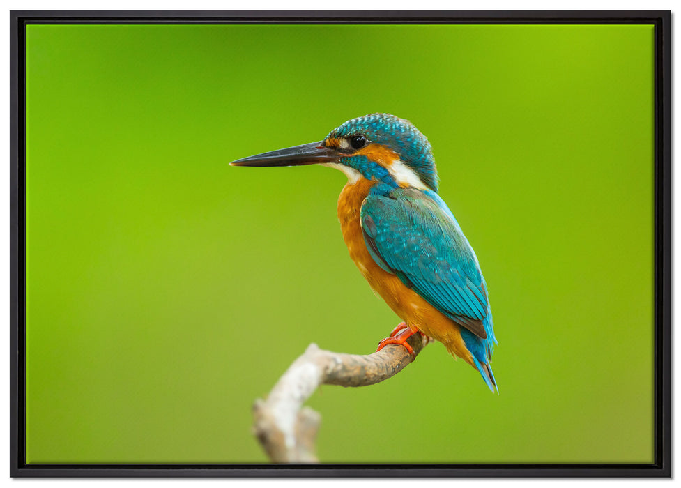 Kleiner Eisvogel auf Leinwandbild gerahmt Größe 100x70