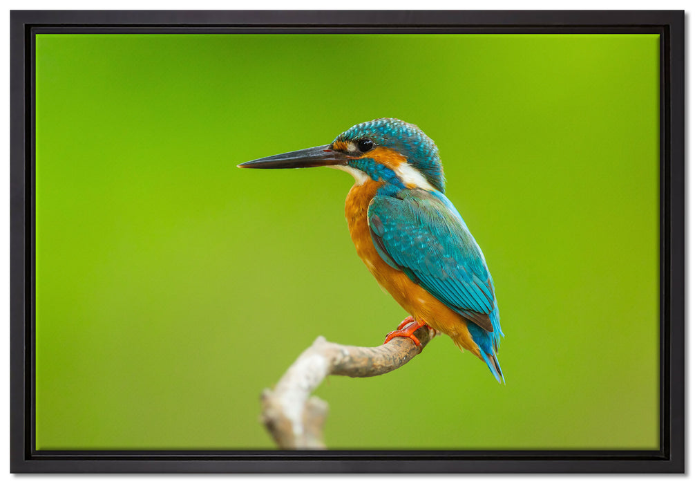 Kleiner Eisvogel auf Leinwandbild gerahmt Größe 60x40