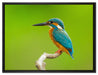 Kleiner Eisvogel auf Leinwandbild gerahmt Größe 80x60
