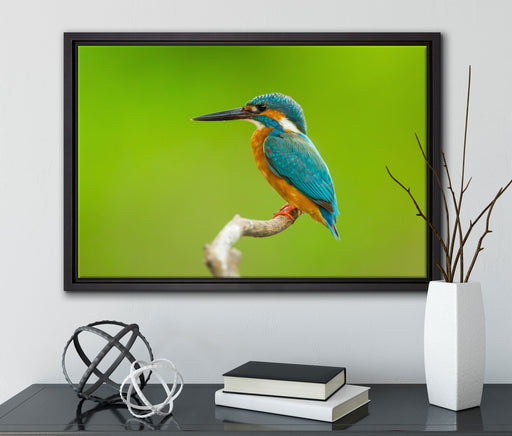 Kleiner Eisvogel auf Leinwandbild gerahmt mit Kirschblüten