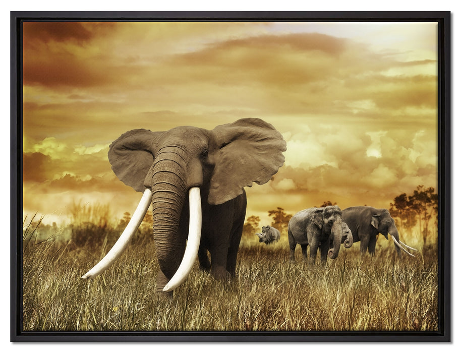 Stolzer Elefant in Savanne auf Leinwandbild gerahmt Größe 80x60