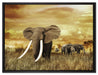 Stolzer Elefant in Savanne auf Leinwandbild gerahmt Größe 80x60