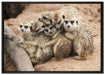 kuschelnde Erdmännchen auf Leinwandbild gerahmt Größe 100x70