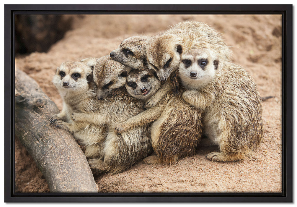 kuschelnde Erdmännchen auf Leinwandbild gerahmt Größe 60x40