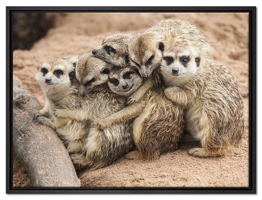 kuschelnde Erdmännchen auf Leinwandbild gerahmt Größe 80x60