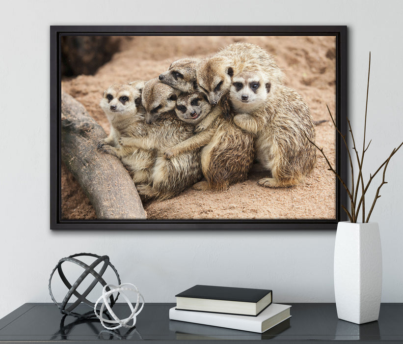 kuschelnde Erdmännchen auf Leinwandbild gerahmt mit Kirschblüten