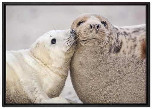 Schmusende Robben auf Leinwandbild gerahmt Größe 100x70