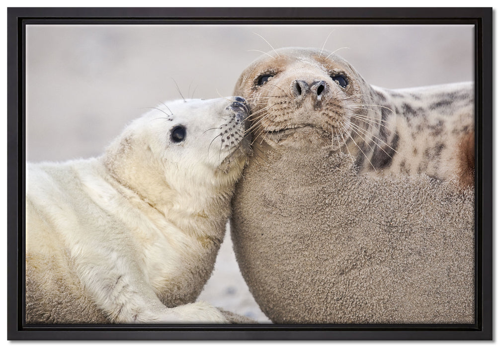 Schmusende Robben auf Leinwandbild gerahmt Größe 60x40