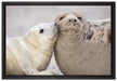 Schmusende Robben auf Leinwandbild gerahmt Größe 60x40