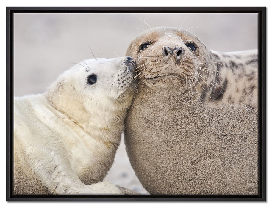 Schmusende Robben auf Leinwandbild gerahmt Größe 80x60