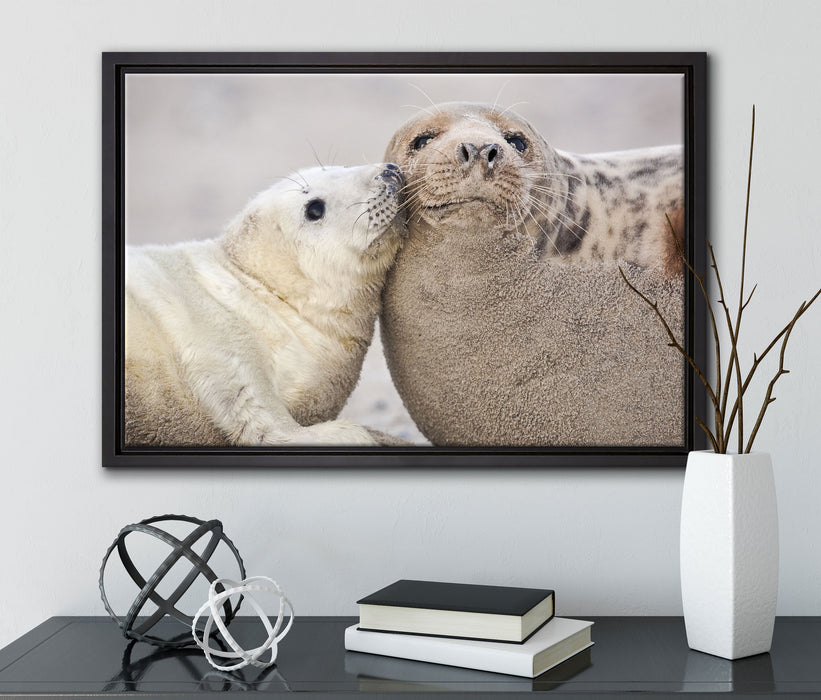 Schmusende Robben auf Leinwandbild gerahmt mit Kirschblüten