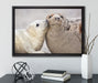 Schmusende Robben auf Leinwandbild gerahmt mit Kirschblüten