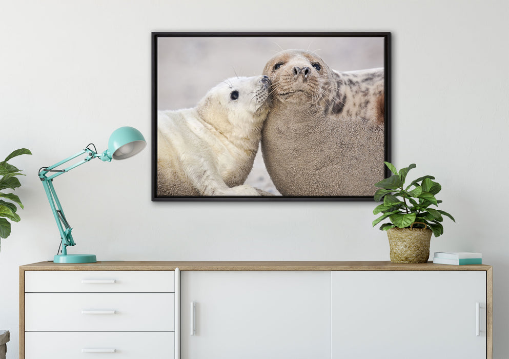 Schmusende Robben auf Leinwandbild gerahmt verschiedene Größen im Wohnzimmer