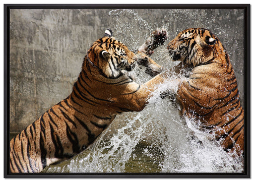 Kämpfende Tiger im Wasser auf Leinwandbild gerahmt Größe 100x70