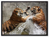 Kämpfende Tiger im Wasser auf Leinwandbild gerahmt Größe 80x60