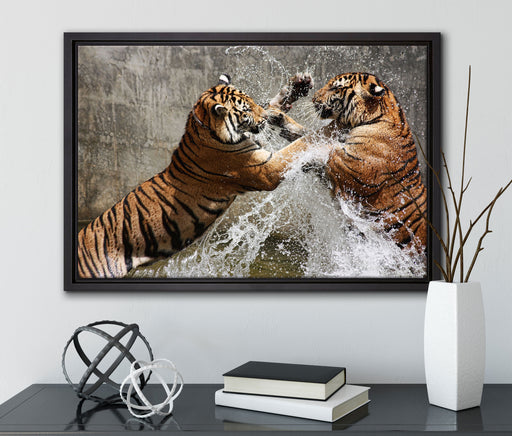 Kämpfende Tiger im Wasser auf Leinwandbild gerahmt mit Kirschblüten