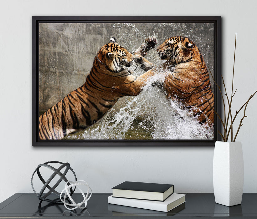 Kämpfende Tiger im Wasser auf Leinwandbild gerahmt mit Kirschblüten