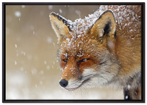 Fuchs im Schnee auf Leinwandbild gerahmt Größe 100x70