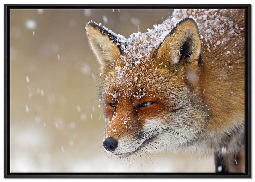 Fuchs im Schnee auf Leinwandbild gerahmt Größe 100x70