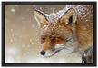 Fuchs im Schnee auf Leinwandbild gerahmt Größe 60x40