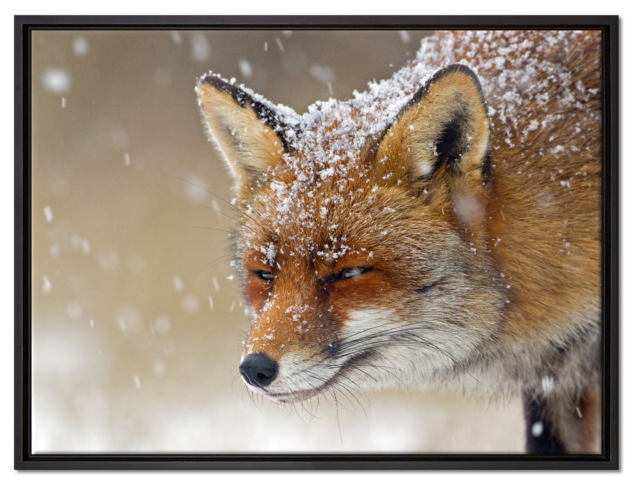 Fuchs im Schnee auf Leinwandbild gerahmt Größe 80x60