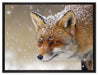 Fuchs im Schnee auf Leinwandbild gerahmt Größe 80x60