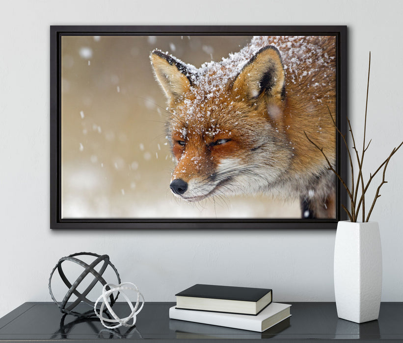 Fuchs im Schnee auf Leinwandbild gerahmt mit Kirschblüten