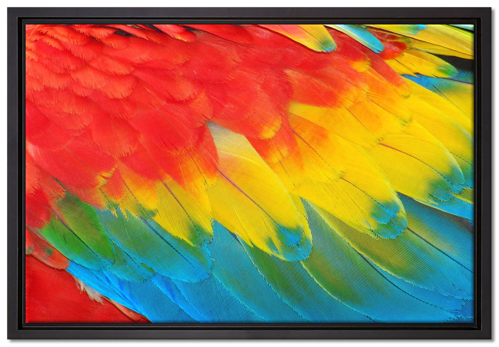Bunte Papageien Flügel auf Leinwandbild gerahmt Größe 60x40