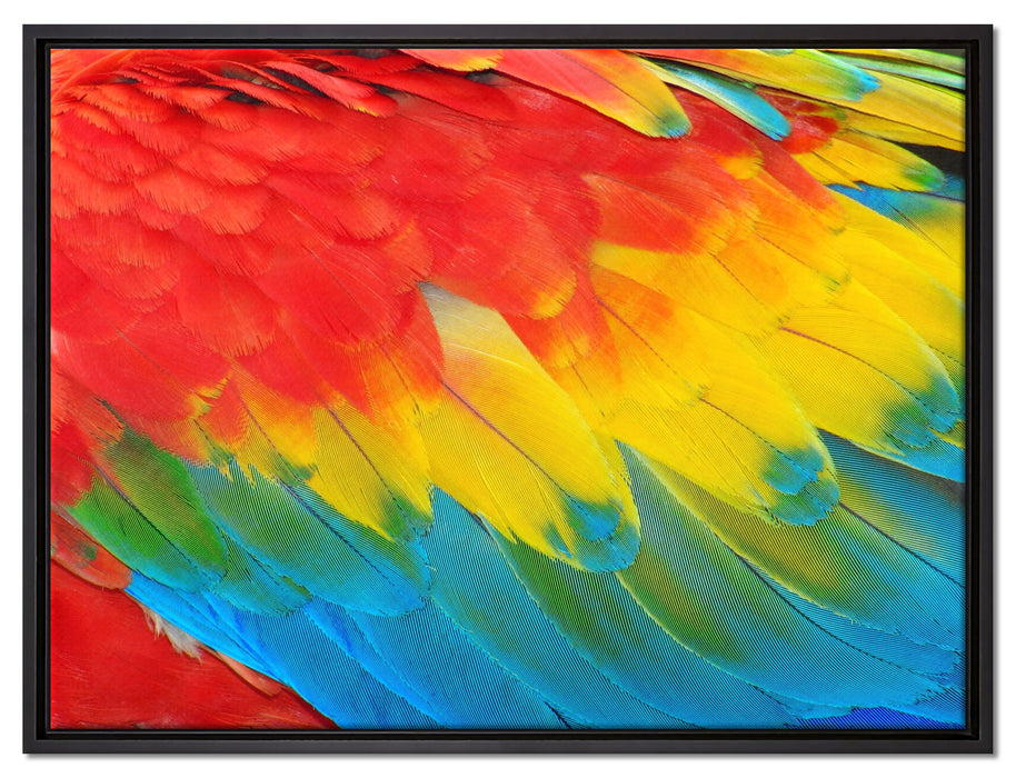 Bunte Papageien Flügel auf Leinwandbild gerahmt Größe 80x60
