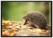 Igel im Laub auf Leinwandbild gerahmt Größe 100x70