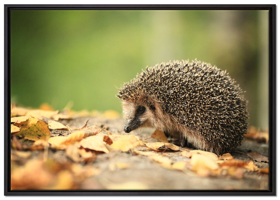 Igel im Laub auf Leinwandbild gerahmt Größe 100x70