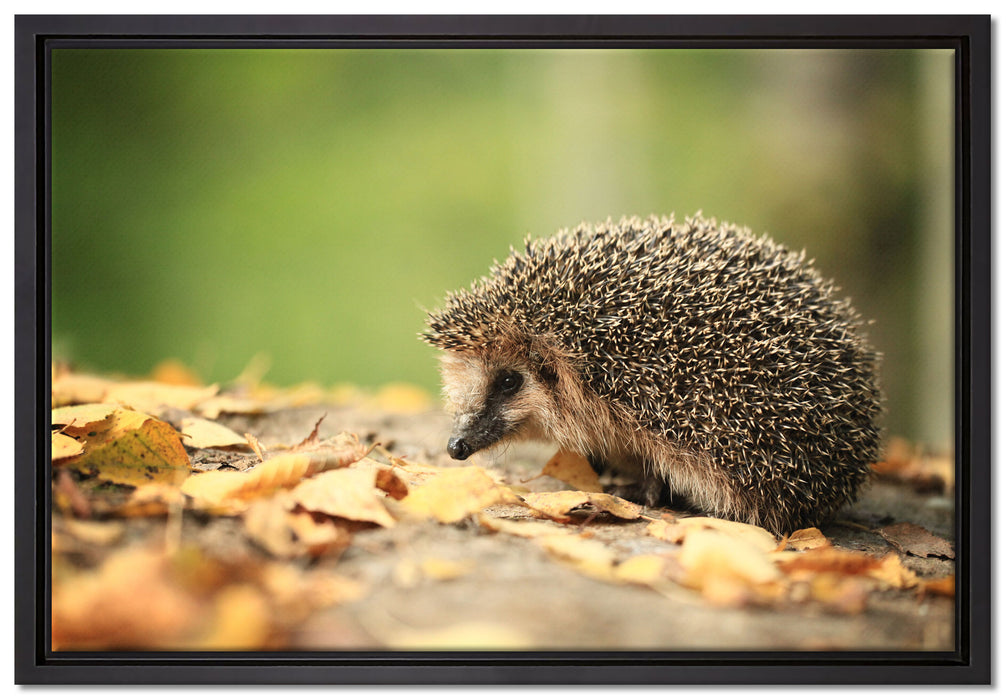 Igel im Laub auf Leinwandbild gerahmt Größe 60x40