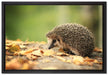 Igel im Laub auf Leinwandbild gerahmt Größe 60x40