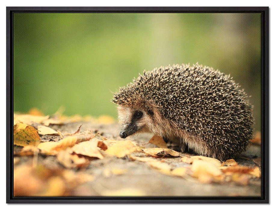 Igel im Laub auf Leinwandbild gerahmt Größe 80x60