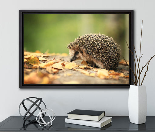 Igel im Laub auf Leinwandbild gerahmt mit Kirschblüten