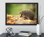 Igel im Laub auf Leinwandbild gerahmt mit Kirschblüten