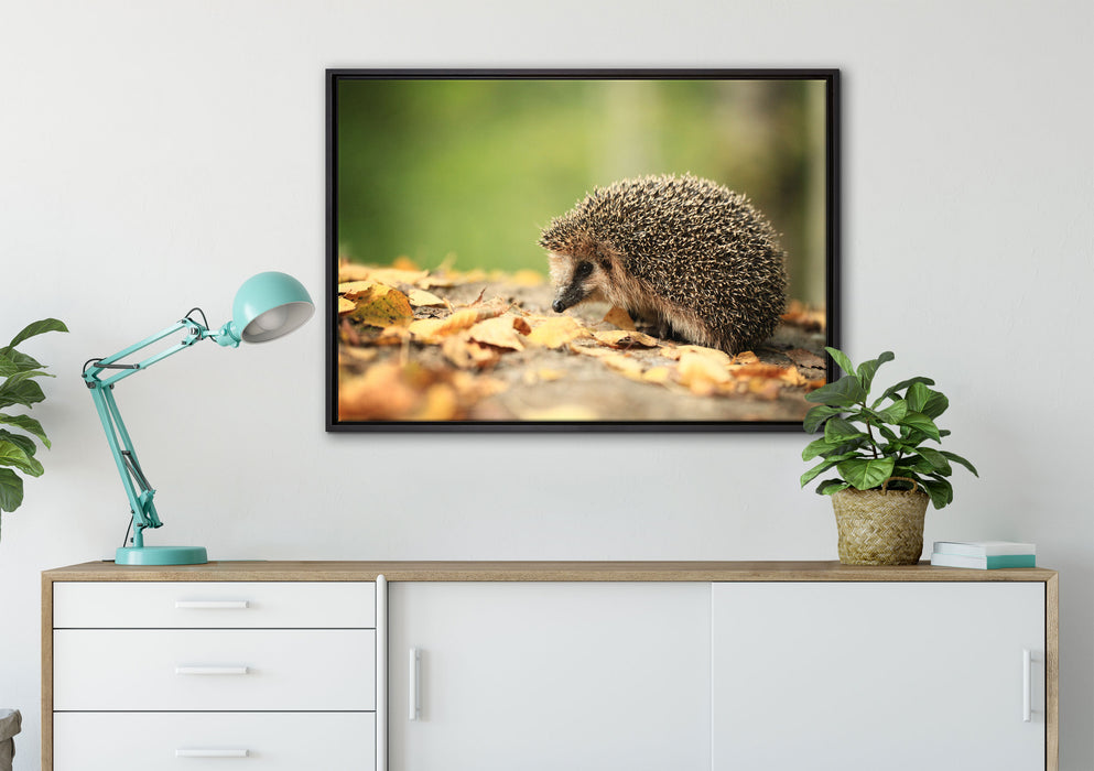 Igel im Laub auf Leinwandbild gerahmt verschiedene Größen im Wohnzimmer