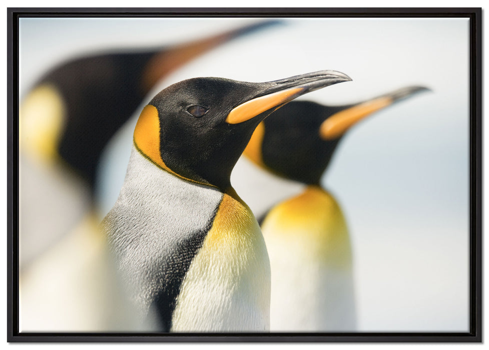 Pinguine auf Leinwandbild gerahmt Größe 100x70