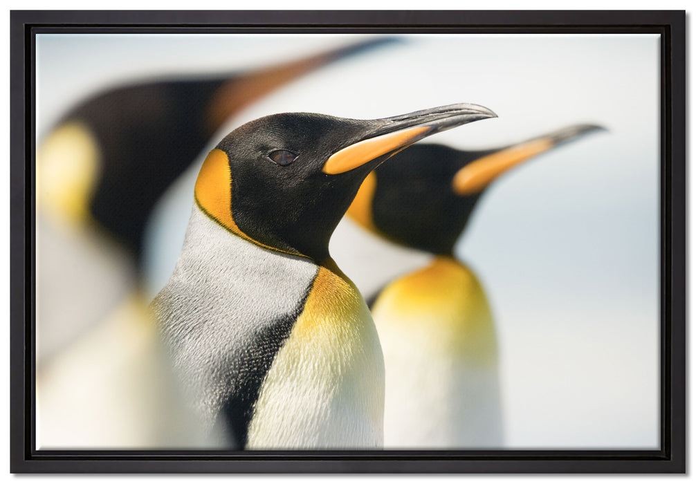 Pinguine auf Leinwandbild gerahmt Größe 60x40