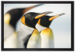 Pinguine auf Leinwandbild gerahmt Größe 60x40