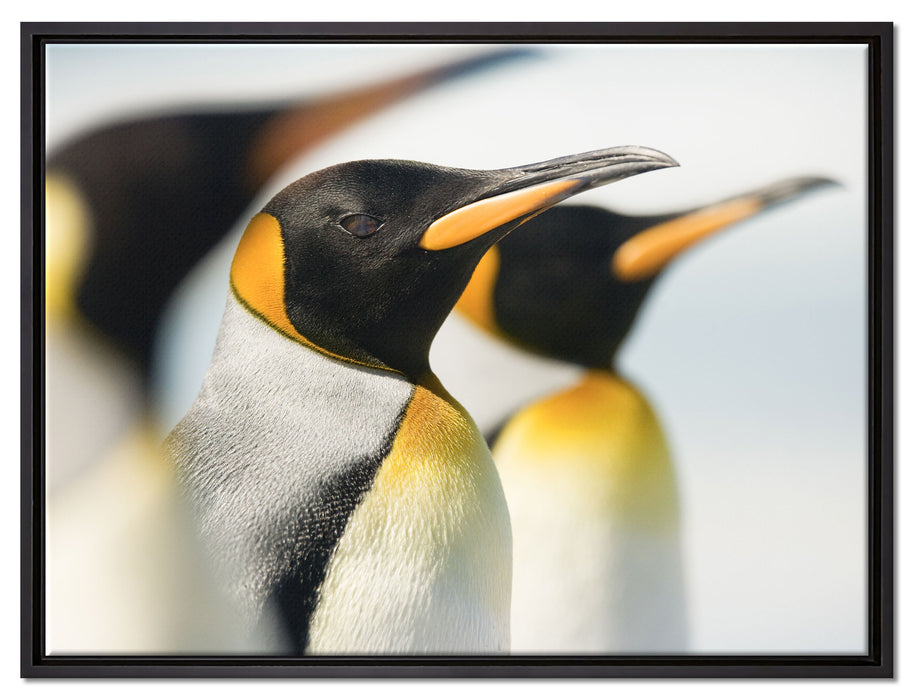 Pinguine auf Leinwandbild gerahmt Größe 80x60