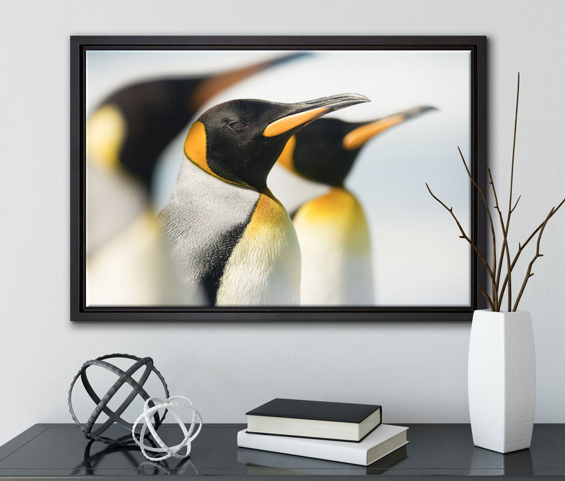 Pinguine auf Leinwandbild gerahmt mit Kirschblüten