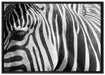 Zebra Porträt auf Leinwandbild gerahmt Größe 100x70